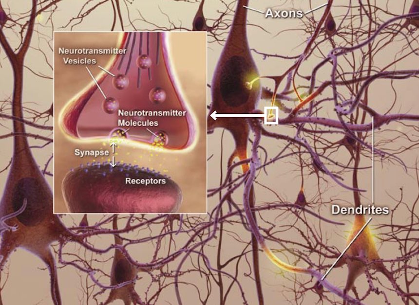 neurons dendrite